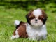 je donne chiot Shih Tzu &agrave; donner 
