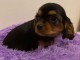 chiots cavalier king charle femelle a donner 