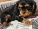 chiots cavalier king charle femelle a donner 
