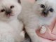 chaton ragdoll a donner ensemble 