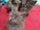 chaton Maine coon adorable disponible 