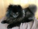 chiots spitz nain noir disponible pour compagnie 