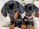 chiots teckel a donner contre bon soin 