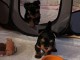 b&eacute;b&eacute; chiot Yorkshire terrier disponible 