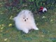 chiots spitz nain disponible pour adoption 