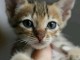 b&eacute;b&eacute; chaton Bengal pour adoption 