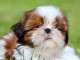 chiots Shih Tzu &agrave; donner 
