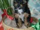 chiot Yorkshire Mal &agrave; donner 