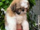 chiot Shih Tzu &agrave; donner 