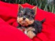 chiots Yorkshire terrier disponible pour adoption 