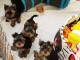 chiots Yorkshire terrier m&acirc;le disponible pour adoption 