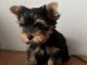 chiot Yorkshire femelle a donner 
