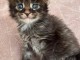 Chatons Maine coon m&acirc;les polydactiles