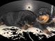 Deux chiots rottweiler &agrave; donner 