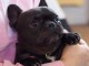 chiots bouledogue fran&ccedil;ais &agrave; donner 