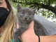 chaton chatreux a donner 