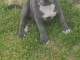 chiot staffie Bleu disponible 