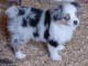 Chiots berger australien disponible pour adoption 