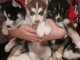 chiot sib&eacute;rien husky a donner 