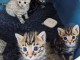 Chaton Bengal a donner 