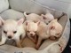 chiots chihuahua &agrave; adopter 