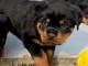 B&eacute;b&eacute; chiot rottweiler &agrave; donner m&acirc;le 