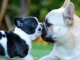 B&eacute;b&eacute; chiot bouledogue fran&ccedil;ais &agrave; adopter 