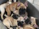 Adoption chiot bouledogue fran&ccedil;ais 