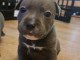 B&eacute;b&eacute; staffie disponible pour adoption 