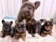 Adopter chiot bouledogue fran&ccedil;ais 