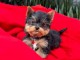 chiots Yorkshire femelle a donner 