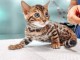 chat Bengal a donner 