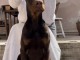 Chiot Doberman m&acirc;le &agrave; vendre
