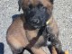 Chiot belge belge &agrave; donner 