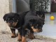 chiot rottweiler &agrave; adopter 