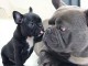 B&eacute;b&eacute; chiot bulldog fran&ccedil;ais m&acirc;le &agrave; donner 