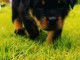 Je donne chiot rottweiler disponible 