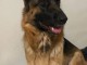 Adopter chiot berger allemand disponible 