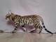 B&eacute;b&eacute; chaton Bengal disponible 