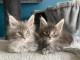B&eacute;b&eacute; chaton Maine coon adorable 
