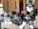 Dons chatons maine coon disponible 
