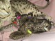 Chatons Savannah m&acirc;le et femelle &agrave; donner 