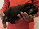 chiots berger allemand a donner m&acirc;le 