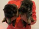 chiots berger allemand disponible pour adoption 