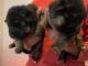 adopter chiot berger allemand disponible 