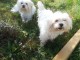 chiots bichon maltais m&acirc;le &agrave; donner 