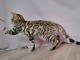 chaton Bengal pour adoption 