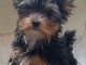chiot Yorkshire femelle a donner 