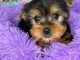 chiot Yorkshire femelle a donner 