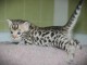 Chaton bengal a donner 